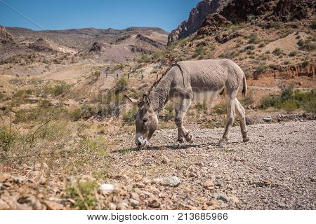Burro grazing on the side of the road near Oatman Arizona on a gravel road