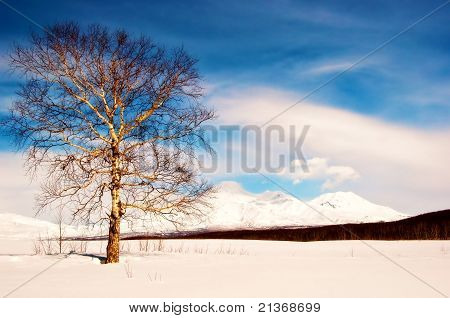 Paysage d'hiver