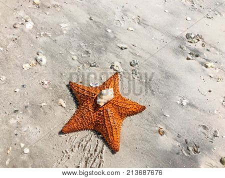 Large Orange Sea Star On The Sand