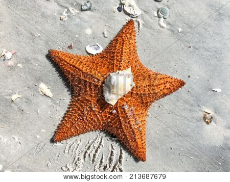 Large Orange Sea Star On The Sand