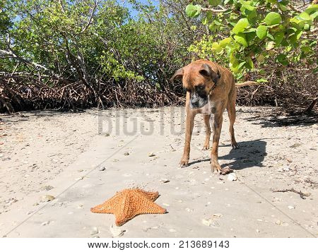Dog Playing With Starfish (cushion Sea Star) On The Sand