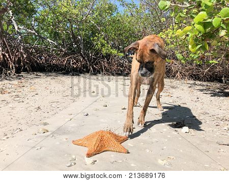 Dog Playing With Starfish (cushion Sea Star) On The Sand