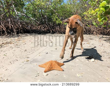 Dog Playing With Starfish (cushion Sea Star) On The Sand