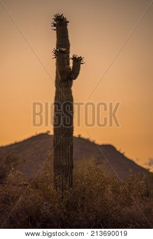 Lonely saguaro cactus standing alone in the desert at sunset in Arizona