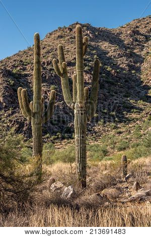 A pair of Saguaro cacti in the desert of Arizona