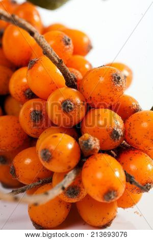 sea buckthorn fresh ripe berries medicinal forest sea buckthorn yellow on a white background