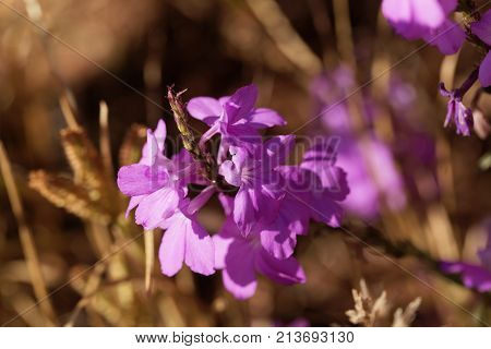 Flowers Of Giant Witchweed (striga Hermonthica)