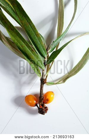 sea buckthorn fresh ripe berries medicinal forest sea buckthorn yellow on a white background