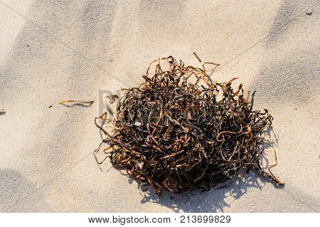 Wrack on a beach on summer at Baltic sea in Poland.