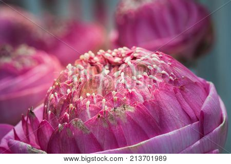 Pink Lotus Flowers Decoration At Flower Market.
