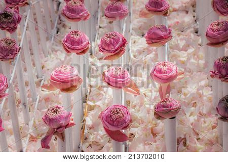 Pink Lotus Flowers Decoration At Flower Market.