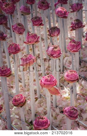 Pink Lotus Flowers Decoration At Flower Market.