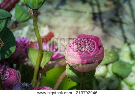 Pink Lotus Flowers Decoration At Flower Market.
