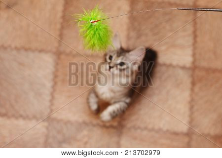 Cute little kitten bobtail plays with a toy. View from above. Focus on the toy. Pets. Hypoallergenic cat breed. Portrait of a striped and furry cat.
