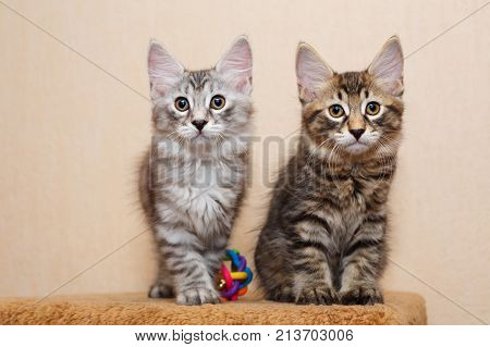 Two cute little kitten and toy Bobtail. Pets. Hypoallergenic cat breed. Portrait of a tabby cat.
