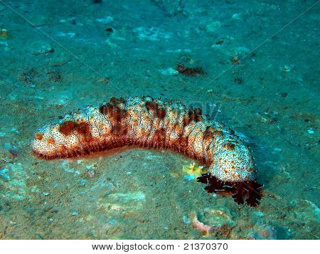 Havet mask, Vietnam, Nha Trang