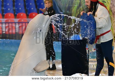 Orenburg, Russia - November 8, 2017 Year: Belukha (lat. Delphinapterus Leucas) In The Dolphinarium