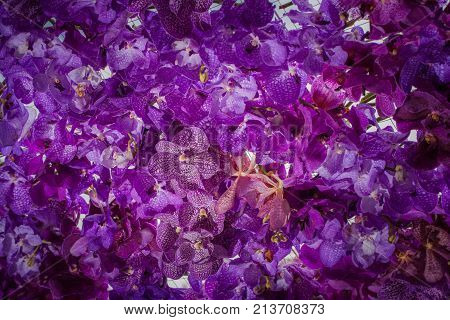 Beautiful Decoration Of Flowers At Pakklong Talad Flower Market