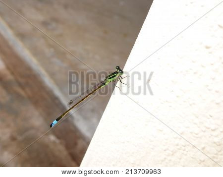 bluetip dragonfly - Ischnura senegalensis  -on a white wall