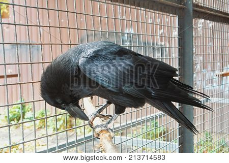 Black Raven Crow In Old Vintage Metal Cage Sitting On A Wooden Stick.