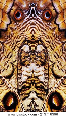 Close up of owl butterfly with huge eyespots on wings collage