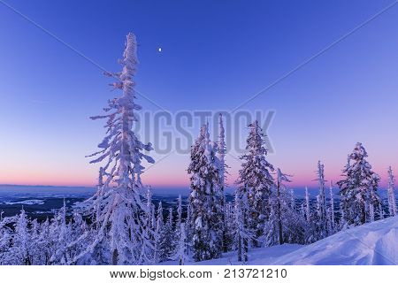 Beautifully colored bushes early in the morning on the mountain peak Lusen in Bavaria. Blue and pink morning landscape lighting.
