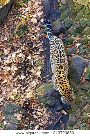 Russia, Primorskiy Leopard. big spotted cat. Taiga