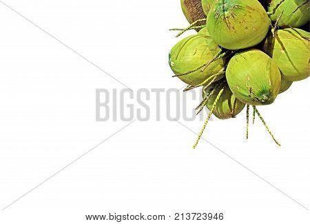 Group of Fresh Coconut Isolated on White Background Clipping Path