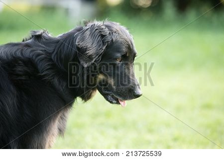 outdoor portrait of a hovawart domestic dog at work in belgium