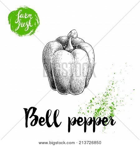 Hand drawn illustration of bell pepper. Sketch style vector capsicum. Health fresh farm food drawing isolated on white background.