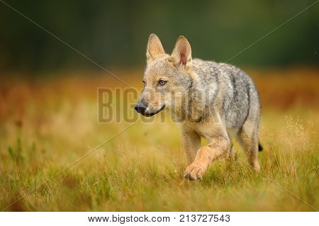 Wolf cub walking on yellow grass. Europe morning meadow with small wolf.