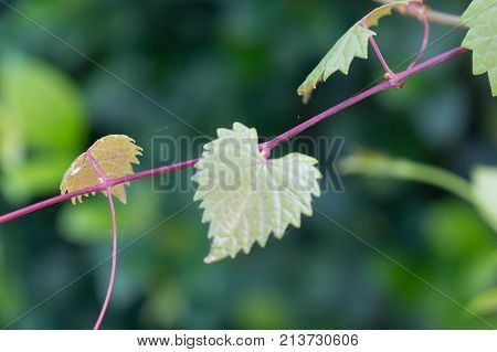 Heart Shaped  Jagged Leaf On A Vine In Selective Focus