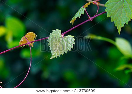 one heart leaf on a pink vine