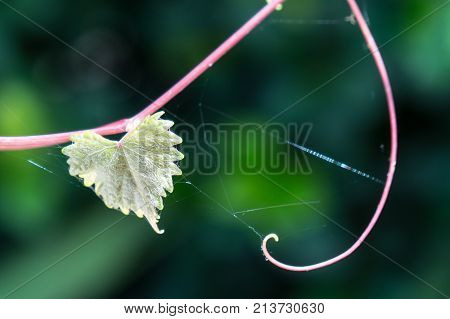 one heart shaped leaf and spider web