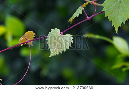 On heart shaped leaf on a vine