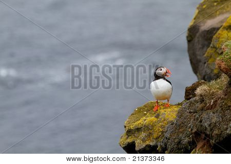 Papageitaucher auf Latrabjarg