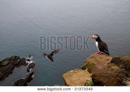 Lunder på Latrabjarg