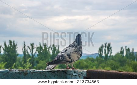 Dove On The Background Of The Urban Landscape