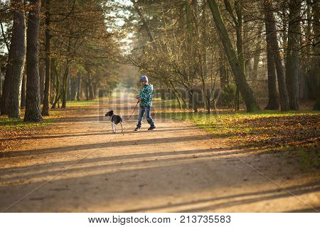 Boy 10-11 years walking the dog in autumn Park. He is holding the leash of a black-and-white cute dog.