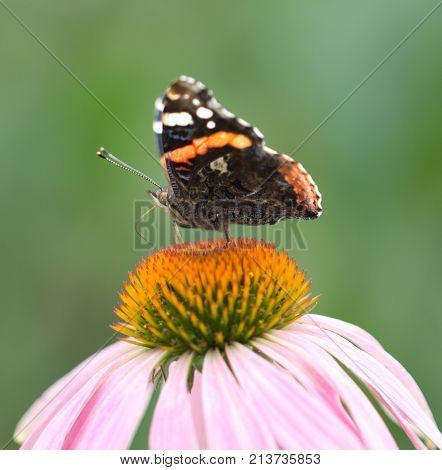 beautiful butterfly on a flower in nature .