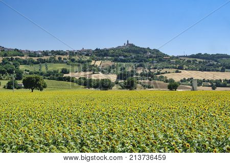Rural landscape at summer along the road from Recanati to Potenza Picena (Macerata Marches italy)