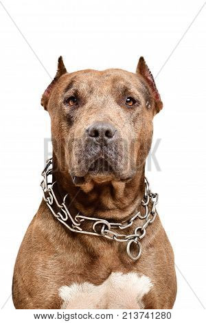 Portrait of a serious pit bull dog, closeup, isolated on a white background