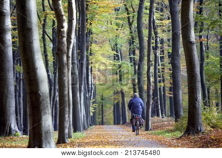 person on bicycle and car in autumn forest on utrechtse heuvelrug near austerlits in the netherlands