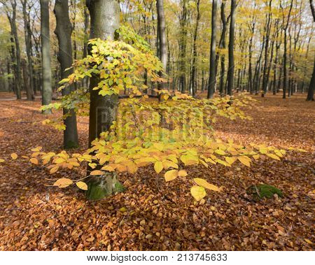 colorful yellow beech leaves in autumnal forest on utrechtse heuvelrug in the netherlands in the fall