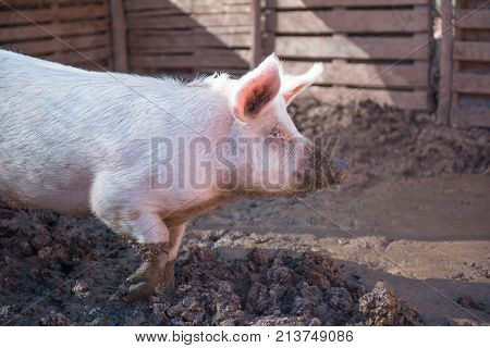 Side view of a big pig on a farm