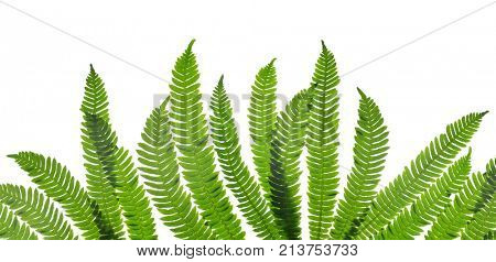 Green fern leaves ( Blechnum spicant ) isolated on white background.
