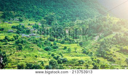 Beautiful bright landscape with green mountain field of rice in nepal