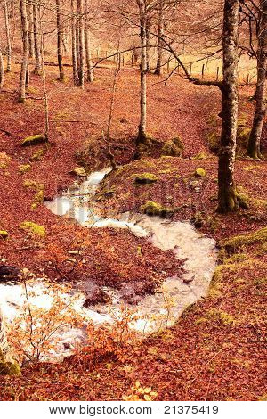 Irati orman dere. Navarra, Spain