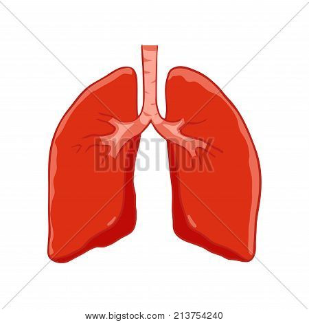 Vector Human lungs front view. Right and left lung with trachea. Healthy lung.