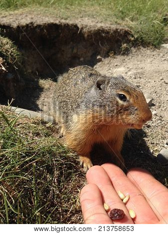 Columbian Ground Squirrel (urocitellus Columbianus)